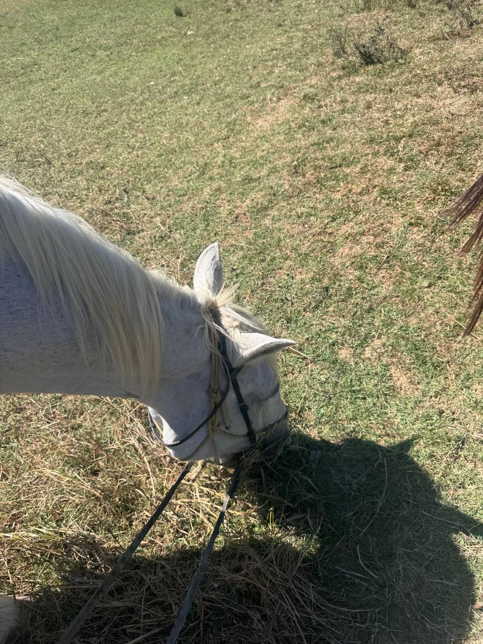Countryside horseback riding — Albania